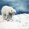 kočárkovina - panel - 35x35 - lední medvěd