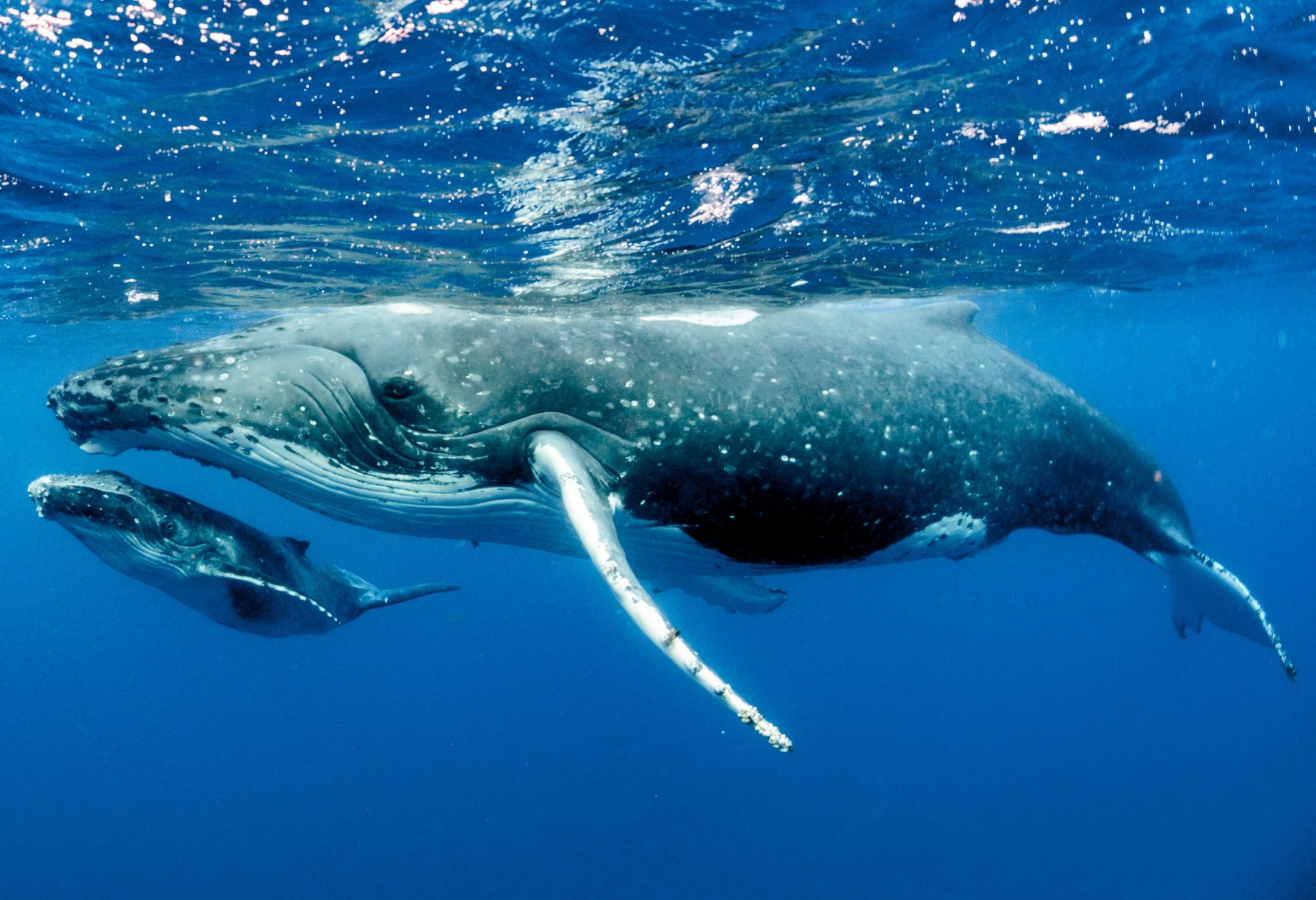complete-barf-marine-life-01