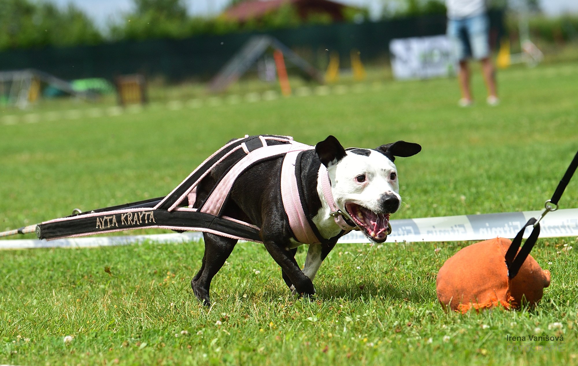 BARF.cz - jak to vypadá, když svého psího sportovce krmíte masem