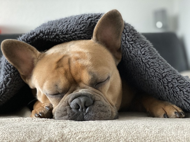 Pes a zima: Jak se vyhnout podchlazení a udržet psí komfort