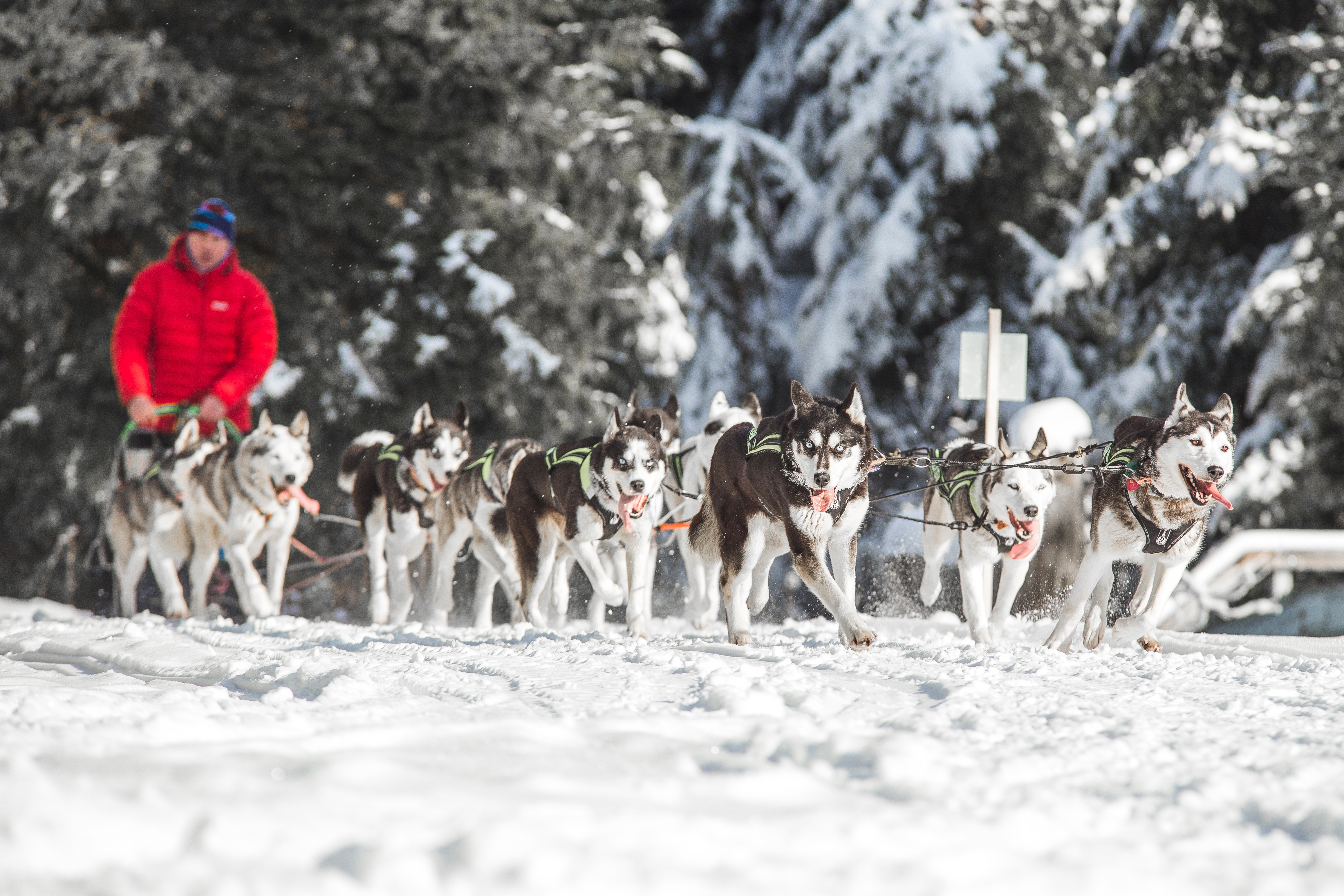 Roman Habásko: Tři sta kilometrů, 20 psů a Barf.cz. Frčí si na tom světově
