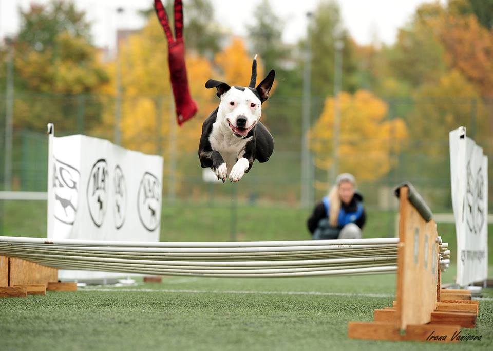 long jump - Krayta závodí