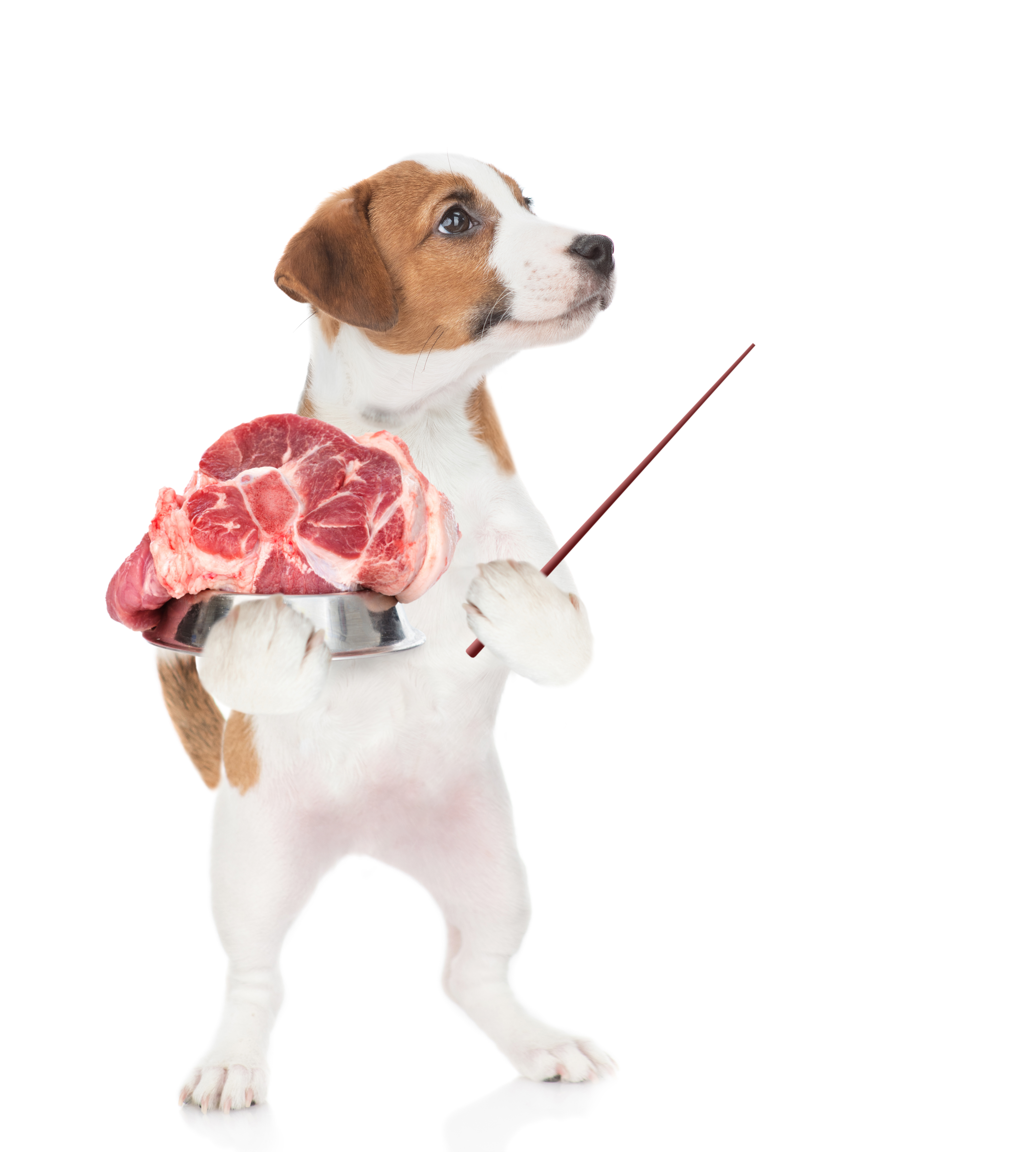 pes-veprove-maso-bezpecne