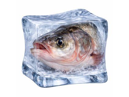 TOLSTOLOBIK HLAVY 1 ks