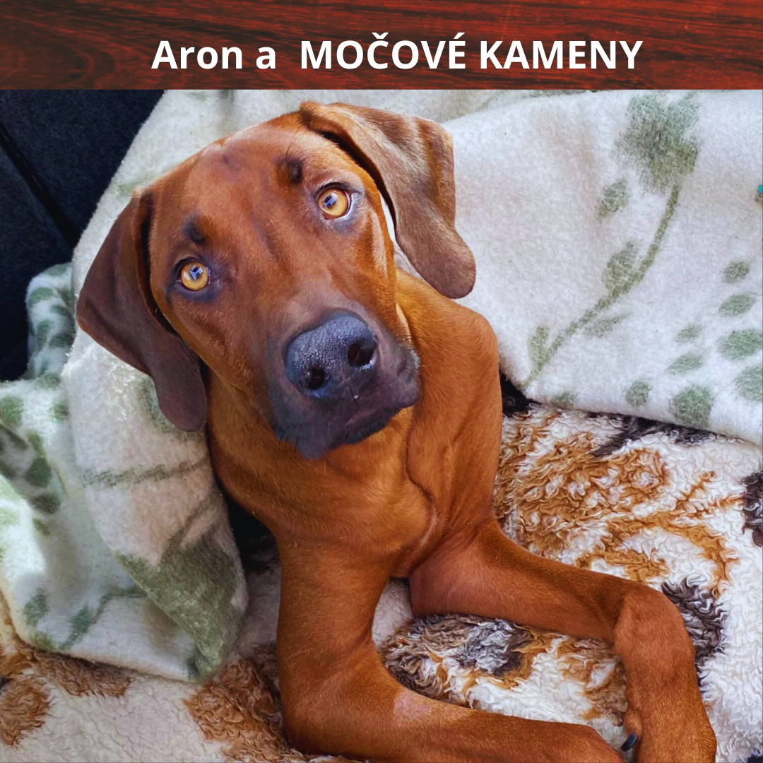 Aron a jeho nekonečný boj se struvity