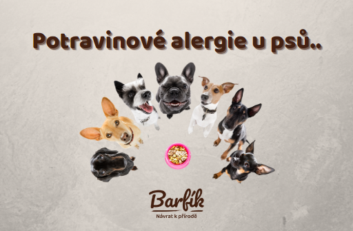 Potravinové alergie u psů