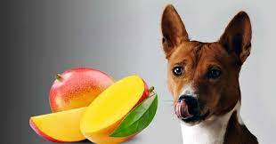Může pes jíst mango?