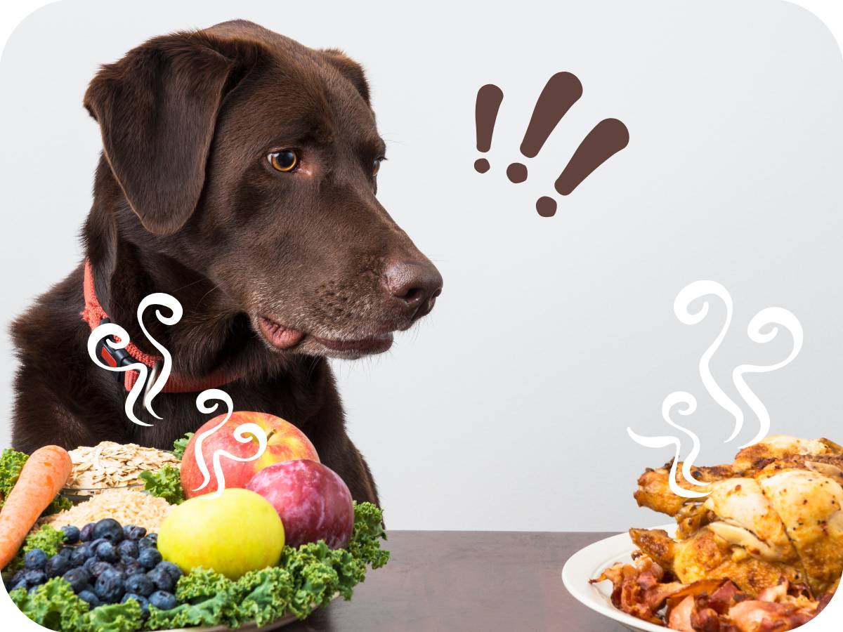 Jak psi vnímají chuť?