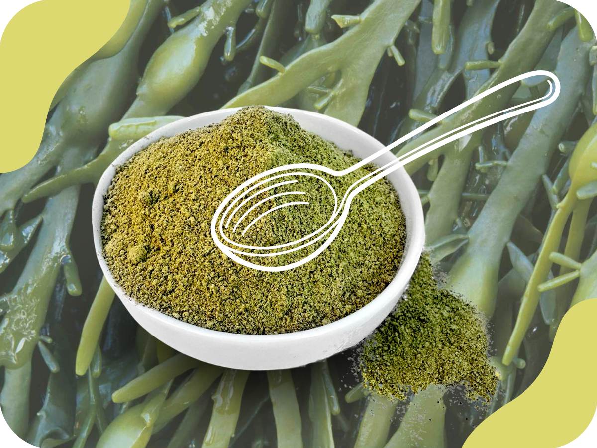 Kelpa: Proč ji tak rádi používáme?