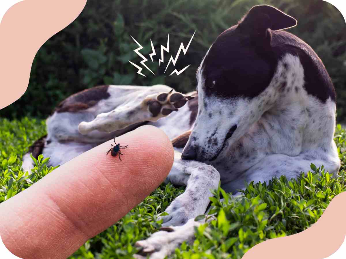 Paraziti u psů: příznaky, prevence a kdy k veterináři