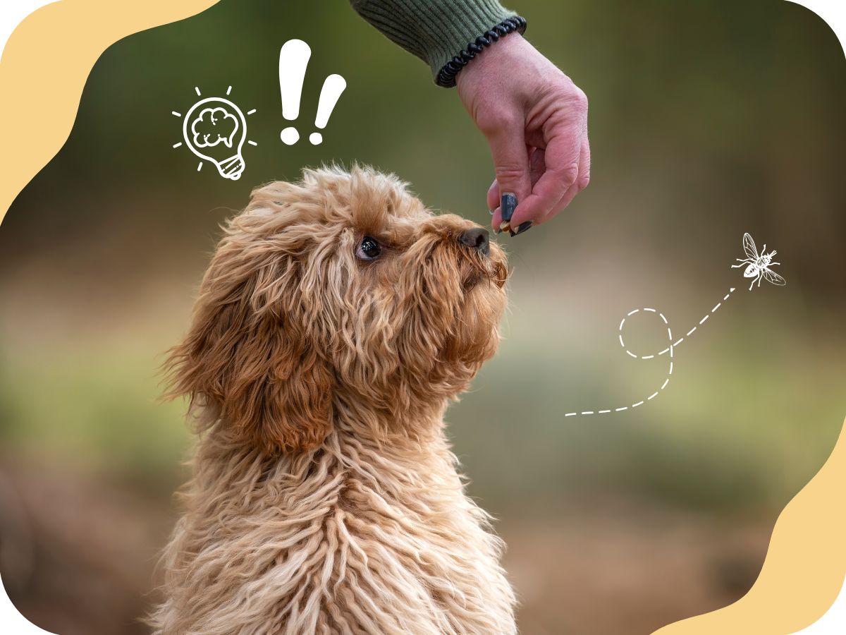 Odměňování psa při výcviku: jak na to?