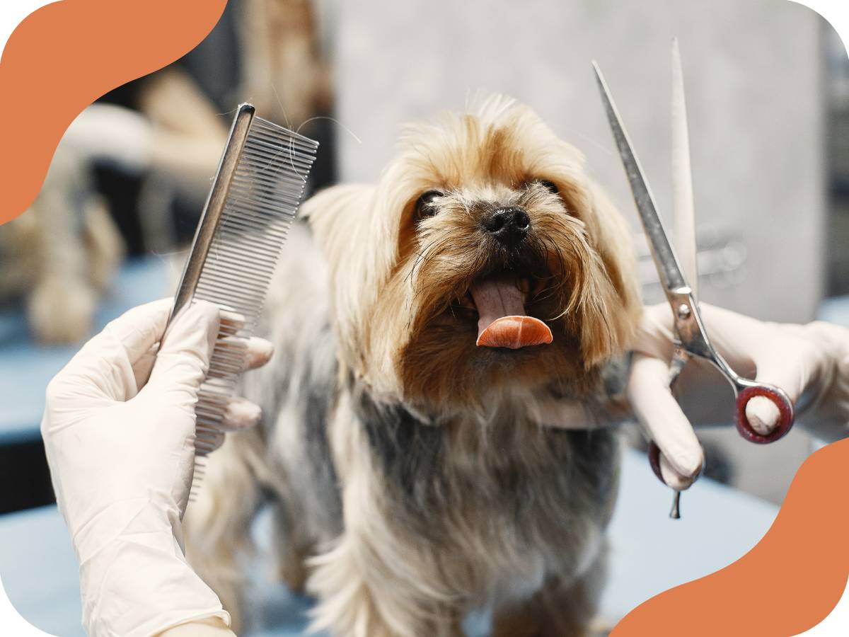 Psí srst v létě. Stříhat, nebo raději ponechat?