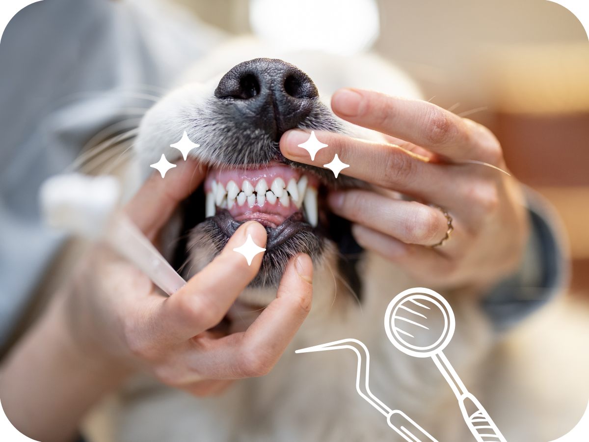 Zaostrené na psie zuby