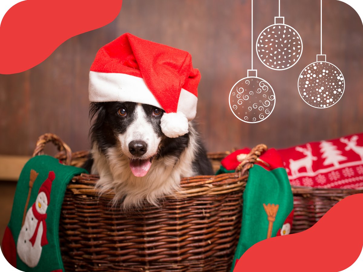 Ako pripraviť bezpečné Vianoce pre psa?