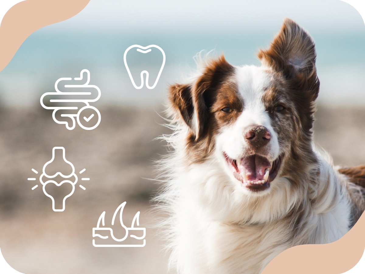 Naozaj ide zdravie cez žalúdok?