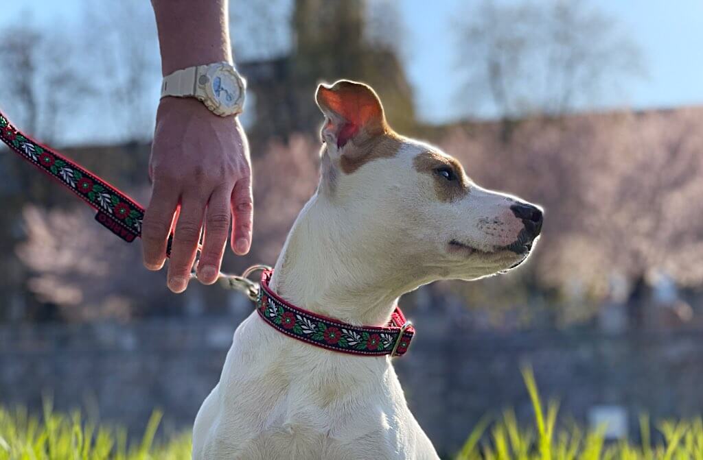 Jak změřit psa a vybrat obojek?