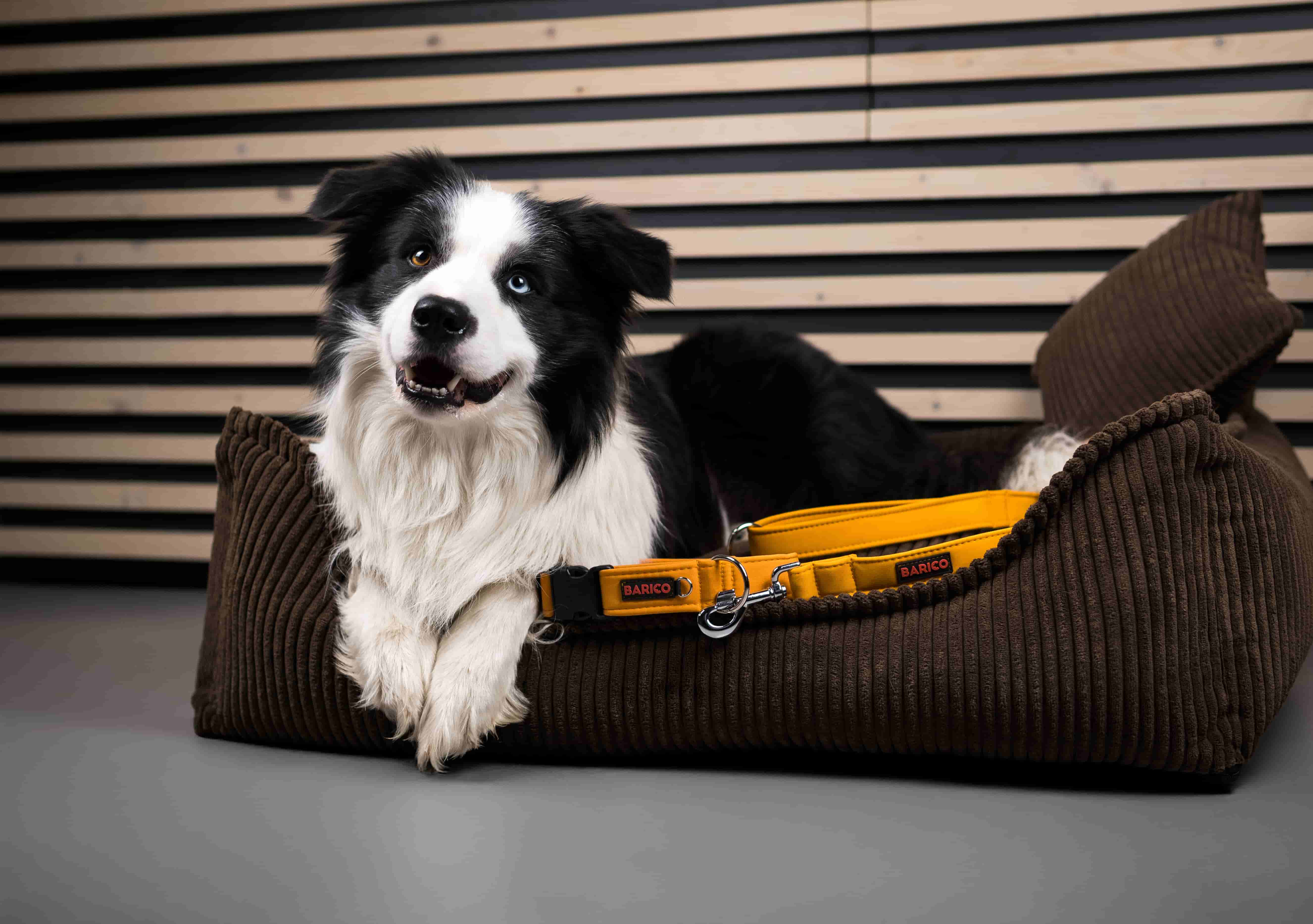 Hellodog Collaboration