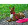 Barico Vodítko pro psy Neon Pink