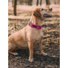 Barico Obojek pro psa Fuchsia