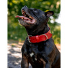 Kožený obojek pro psa BARICO Red