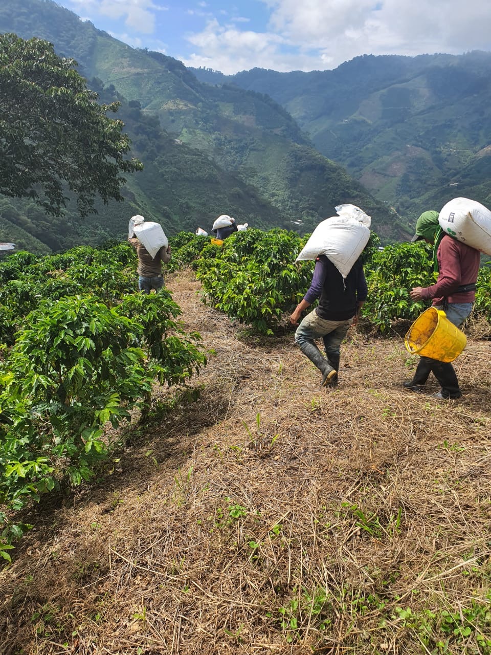 pickers-2