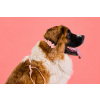 dixie barkfit
