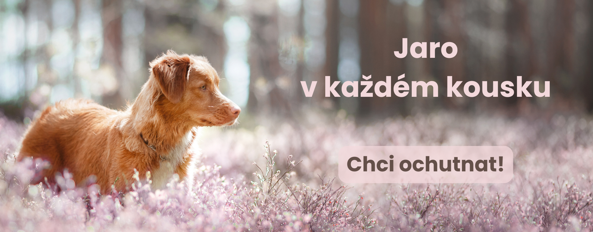 Jarní chutě pamlsků pro psy