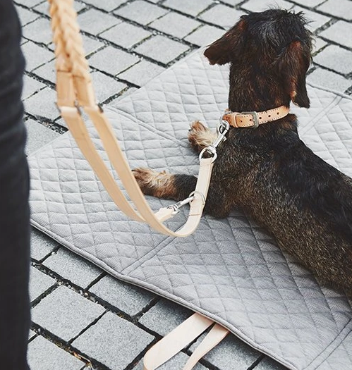 Jak bezpečně zvládat město se psem