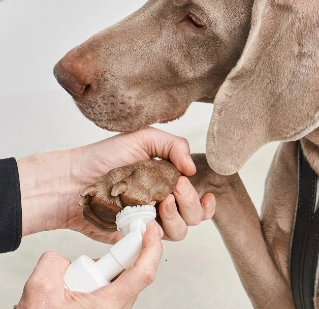 Zimní venčení se psem: průvodce bezpečností a pohodlím