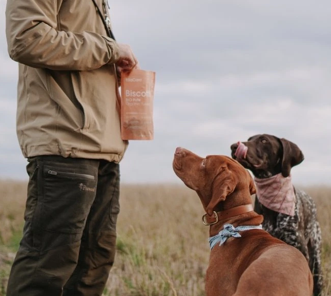 5 důvodů, proč občas zajít na cvičák i s dospělým psem