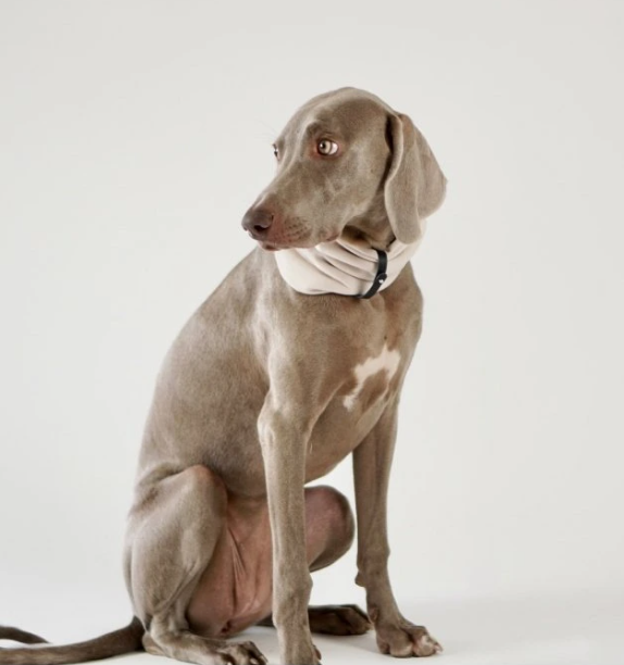 Pes jako zrcadlo: jak vaše nálada formuje jeho chování