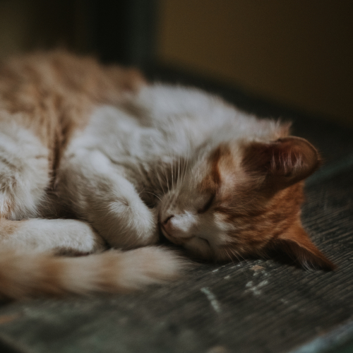 Kočičí záškuby při spánku