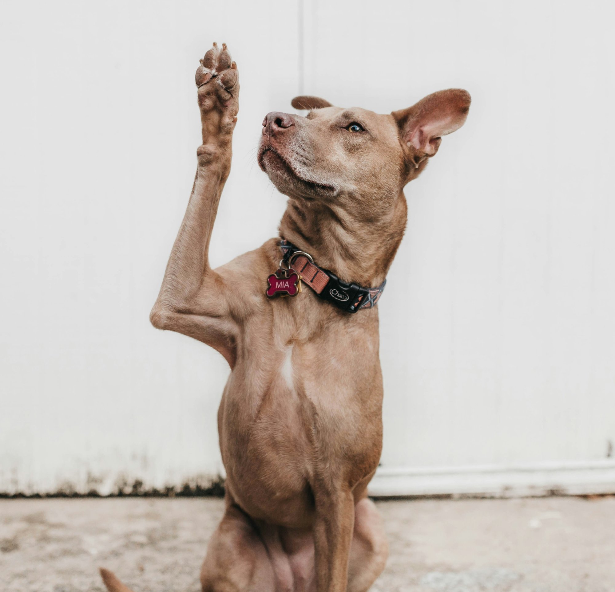 Když pes mluví beze slov II: Umění číst psí řeč těla jako celek