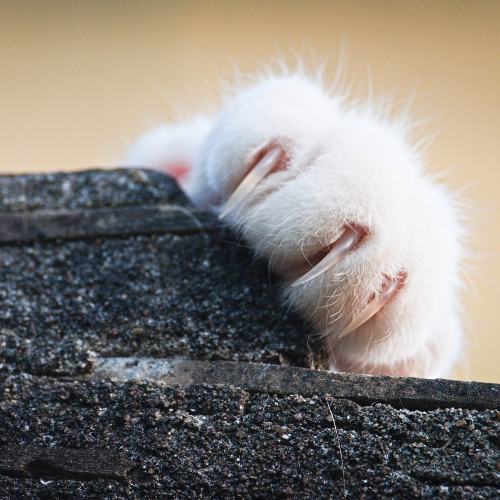 Co dělat když, Vaše kočka škrábe to, co nemá?