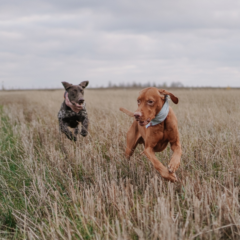 10 Tipů na výlety se psem, které budete milovat