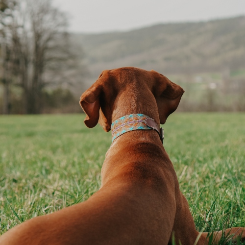 Tipy na správnou péči o obojky a vodítka