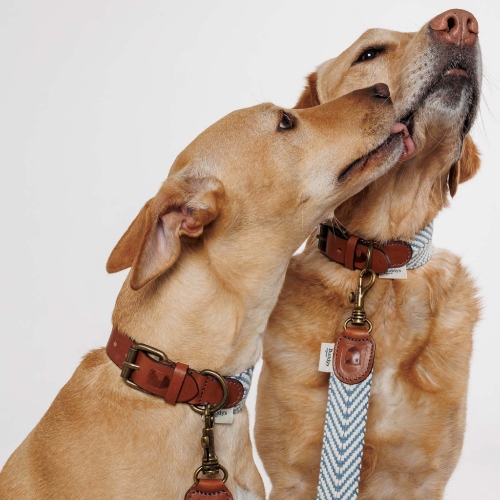 Jak vybrat toho pravého domácího mazlíčka