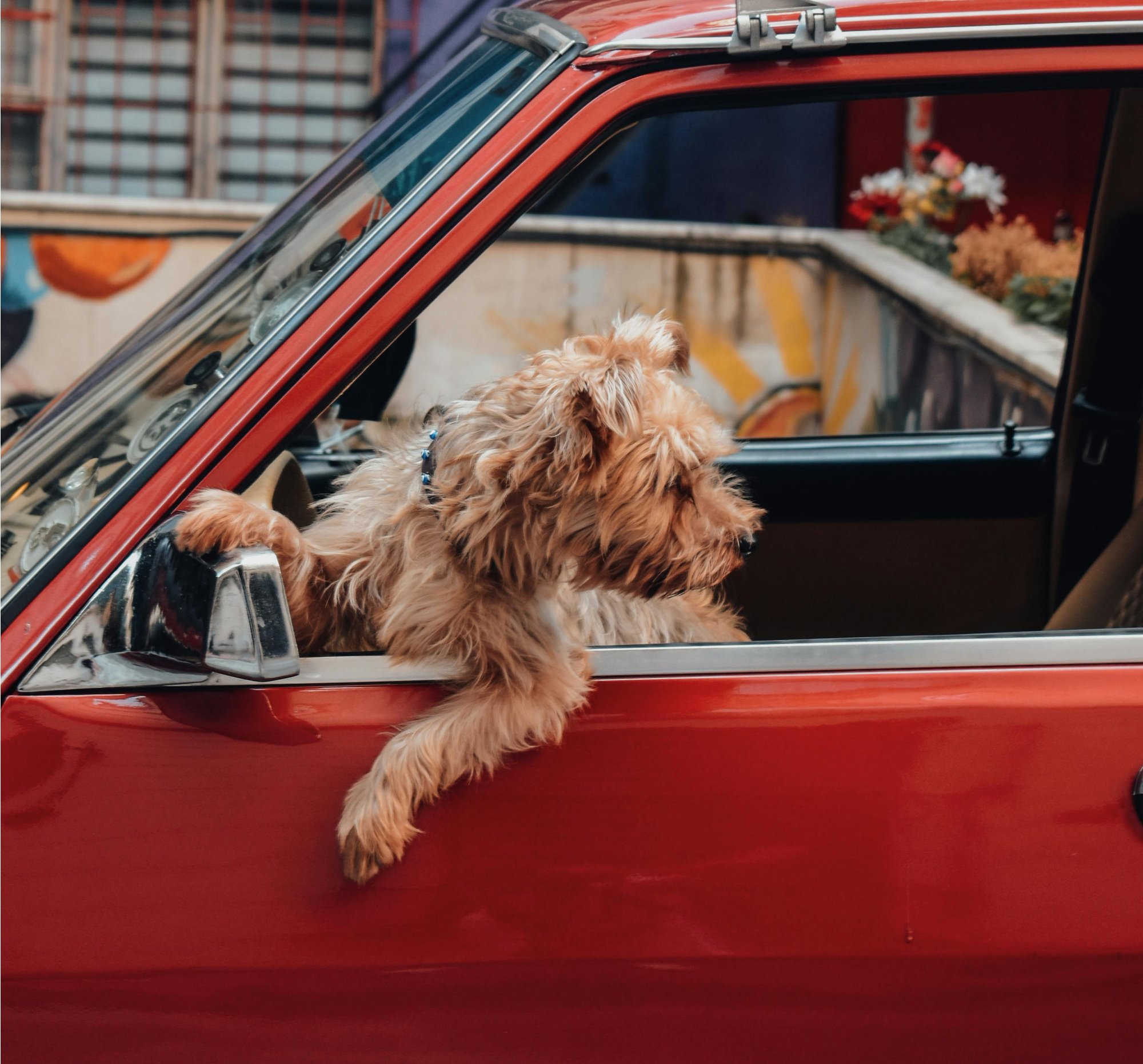 Připoutat, nebo nechat volně? Pravda o cestování se psem v autě