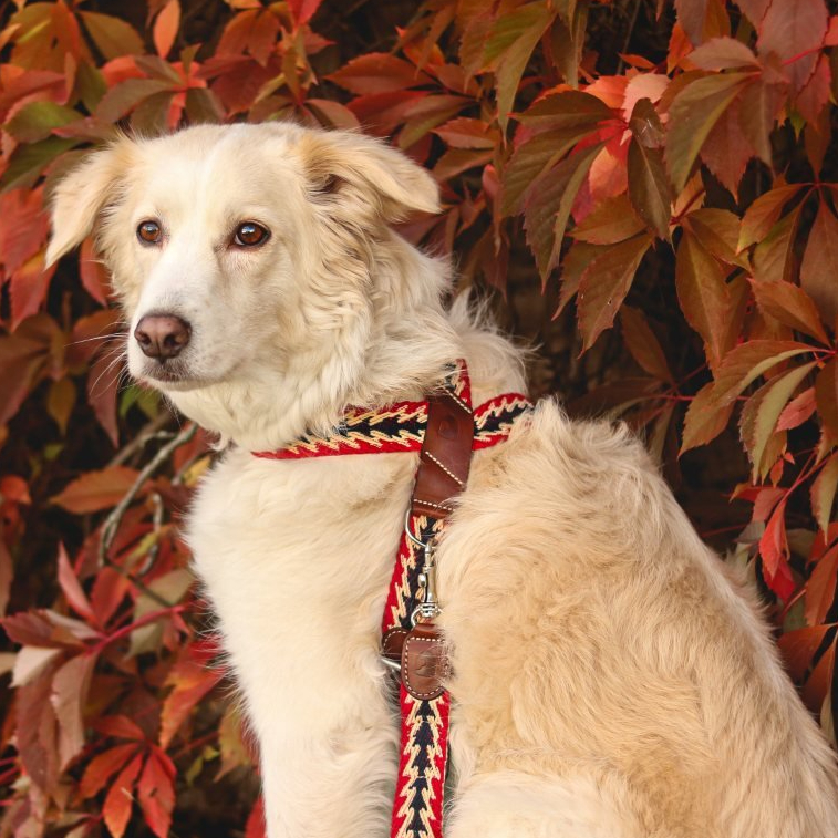 Jak správně změřit psí postroj?