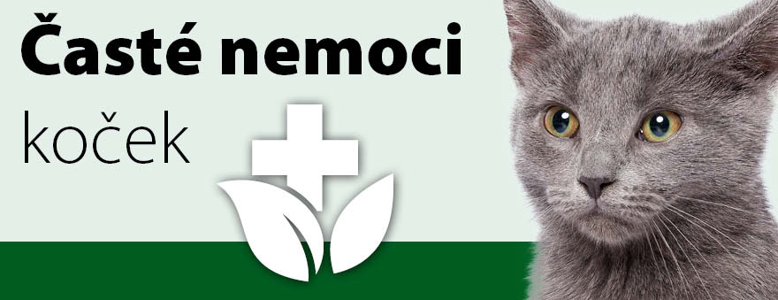 02_Časté nemoci koček