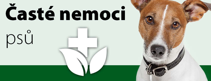 01_Časté nemoci psů