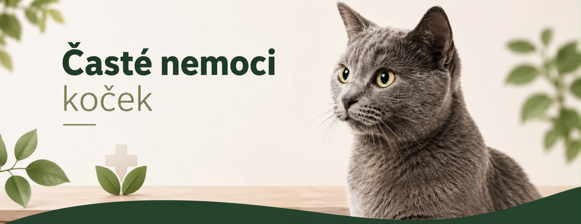 banner - častné nemoci koček