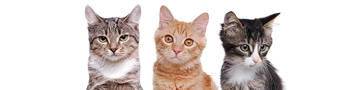 TOP pro zdraví psů