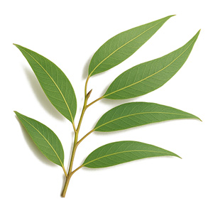 Eukalyptus citronelový 
