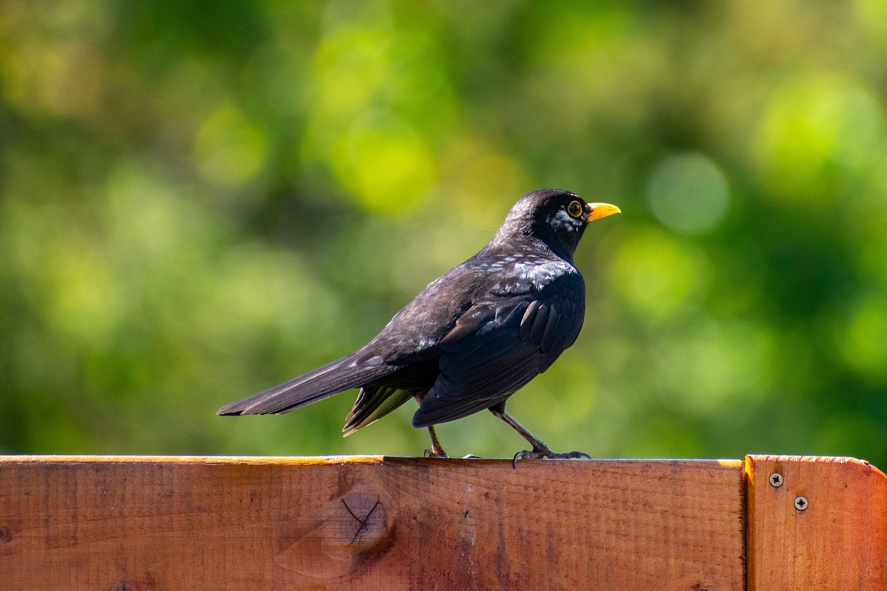 bird-7246288_1280
