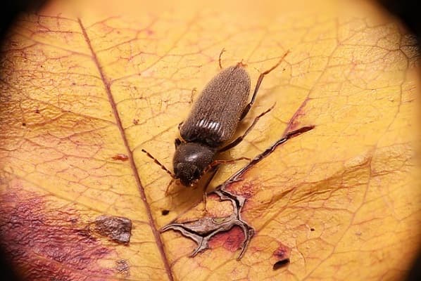 Jak ochránit dřevo před dřevokazným hmyzem