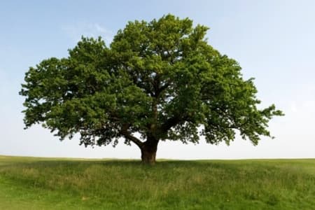 Norma EN 350-2, aneb 5 kategorií účelnosti dřeva