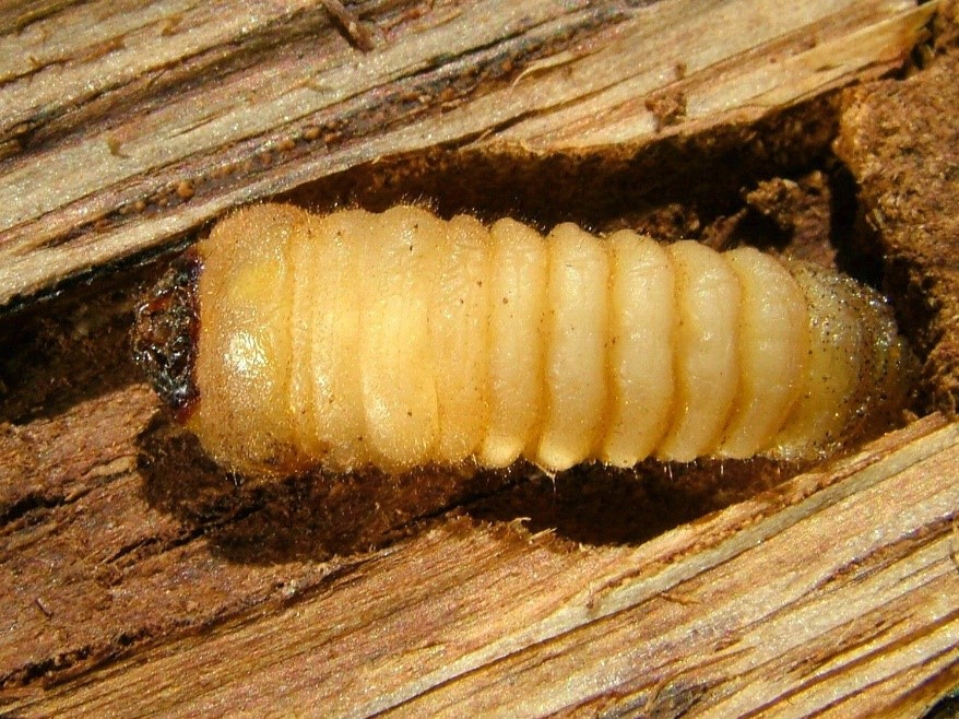 larva tesarika skladistniho