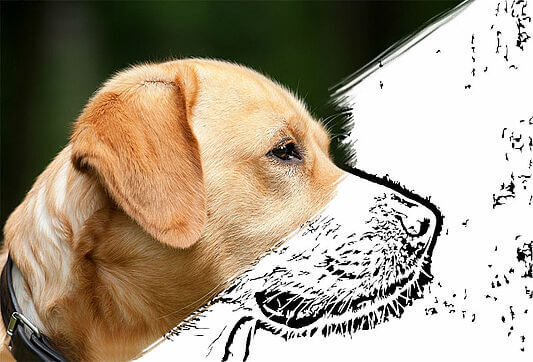 Vytvoření šablon - online a zdarma