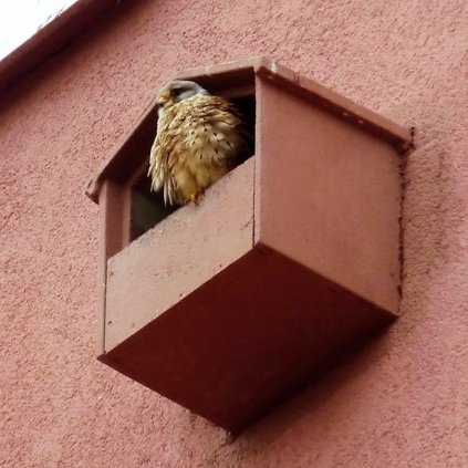 Hniezdna búdka pre vtáky BNB Box AP-5 z drevobetónu pre sokoly